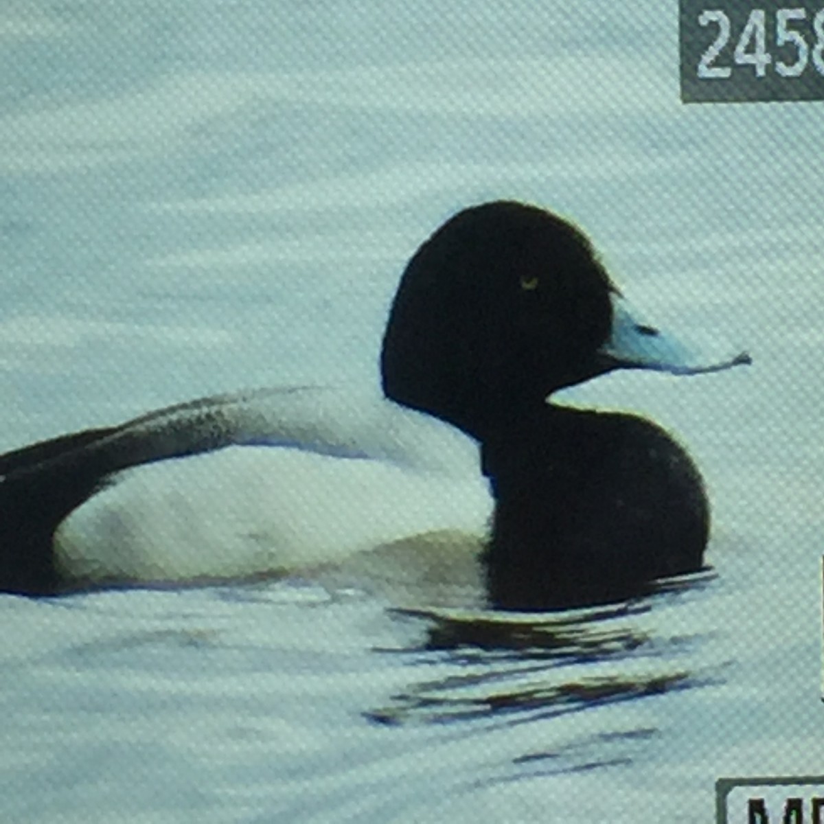 Greater Scaup - ML89128431