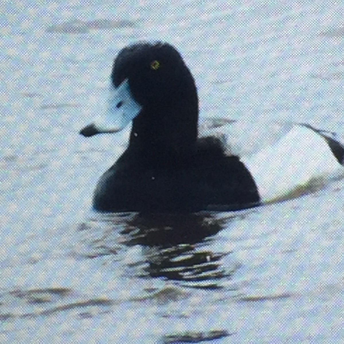 Greater Scaup - ML89128451