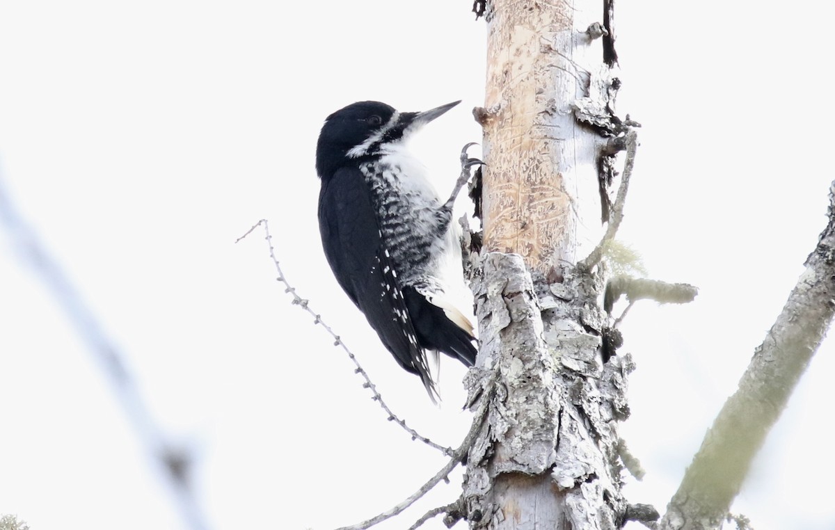 Black-backed Woodpecker - ML89128731