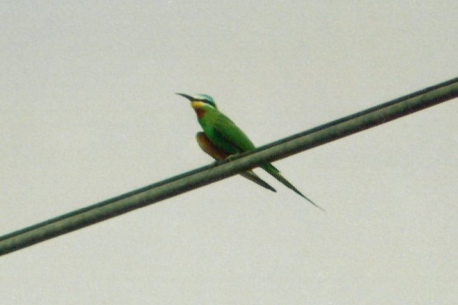 Blue-cheeked Bee-eater - Larry Neily