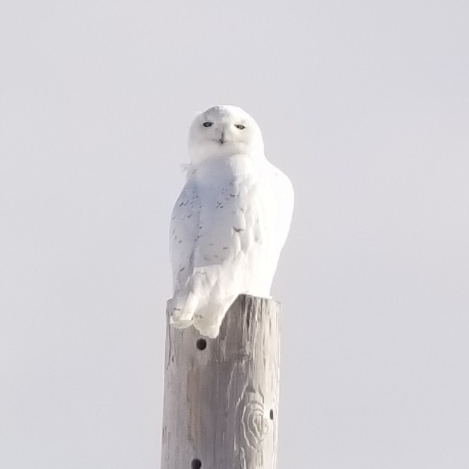 Snowy Owl - ML89132831