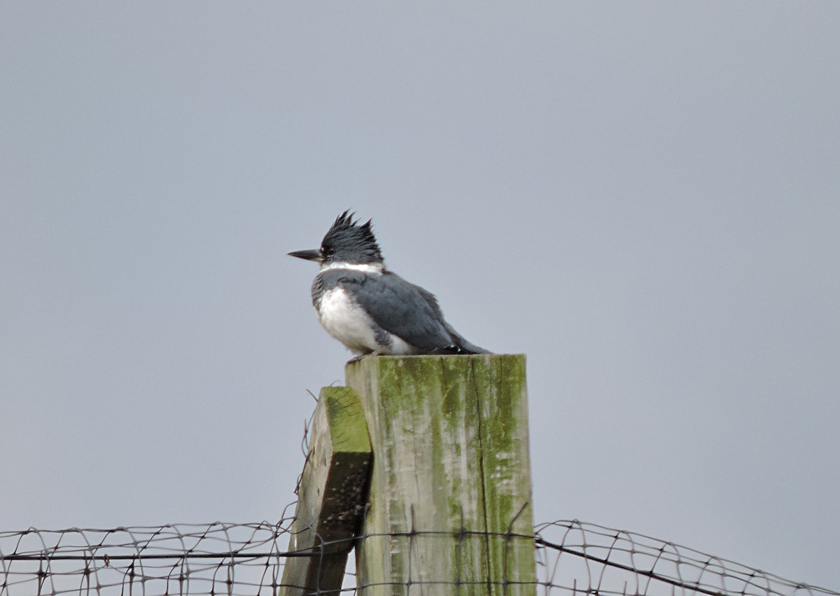 Belted Kingfisher - ML89136801