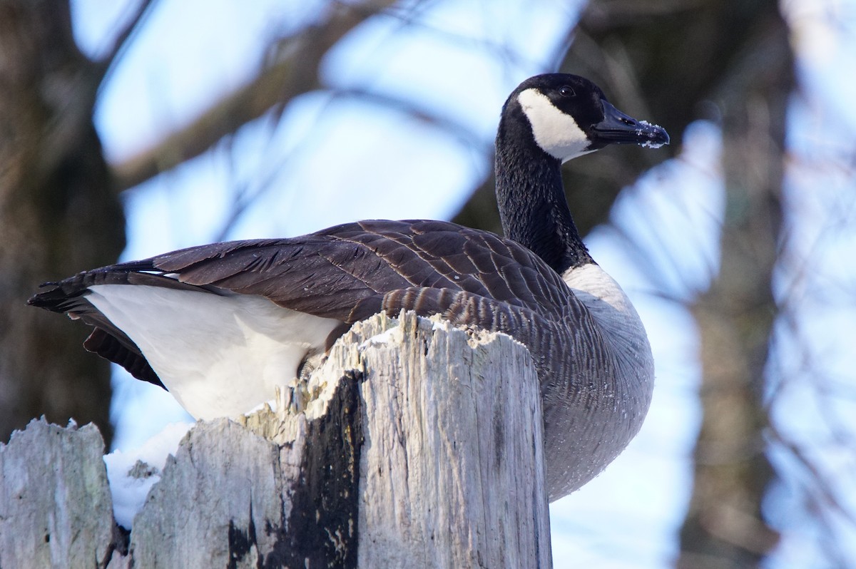 Canada Goose (canadensis Group) - Dennis Mersky