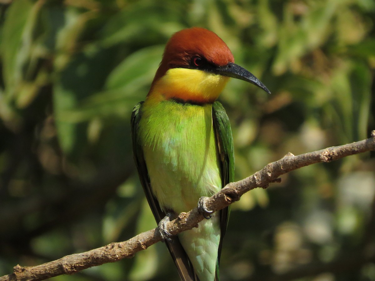 Chestnut-headed Bee-eater - Karen Halliday