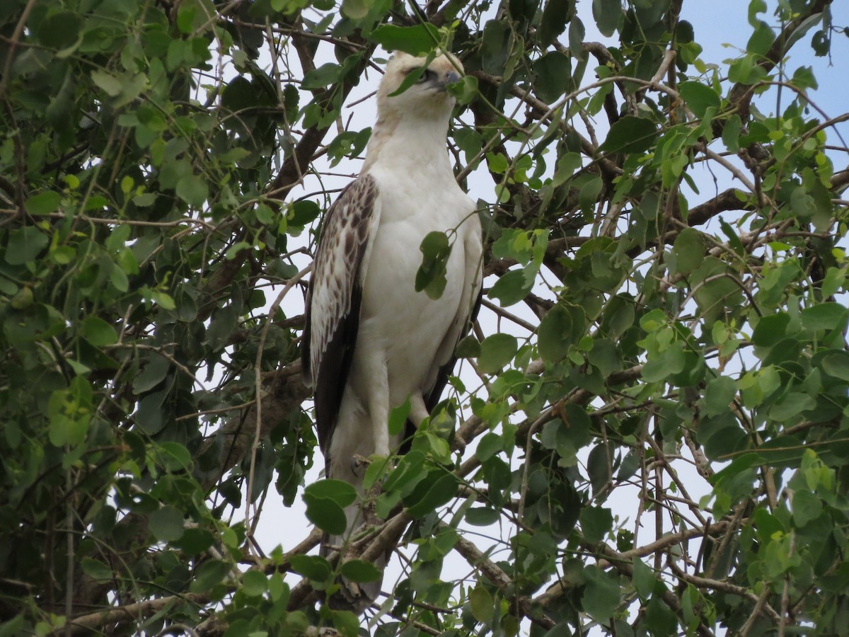Changeable Hawk-Eagle (Crested) - ML89140591