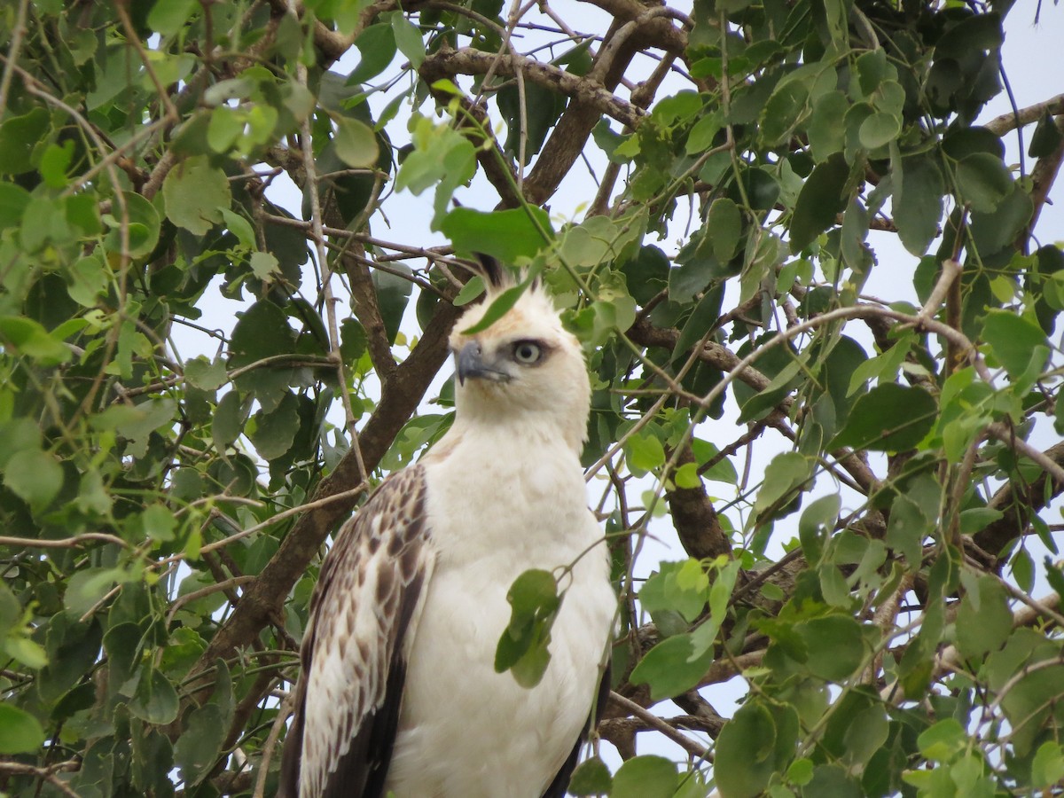 Changeable Hawk-Eagle (Crested) - ML89140711