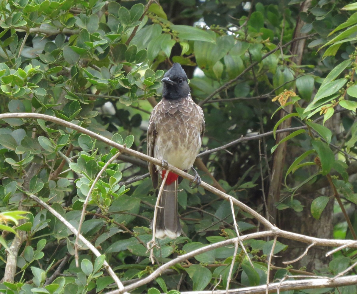 Red-vented Bulbul - ML89141551