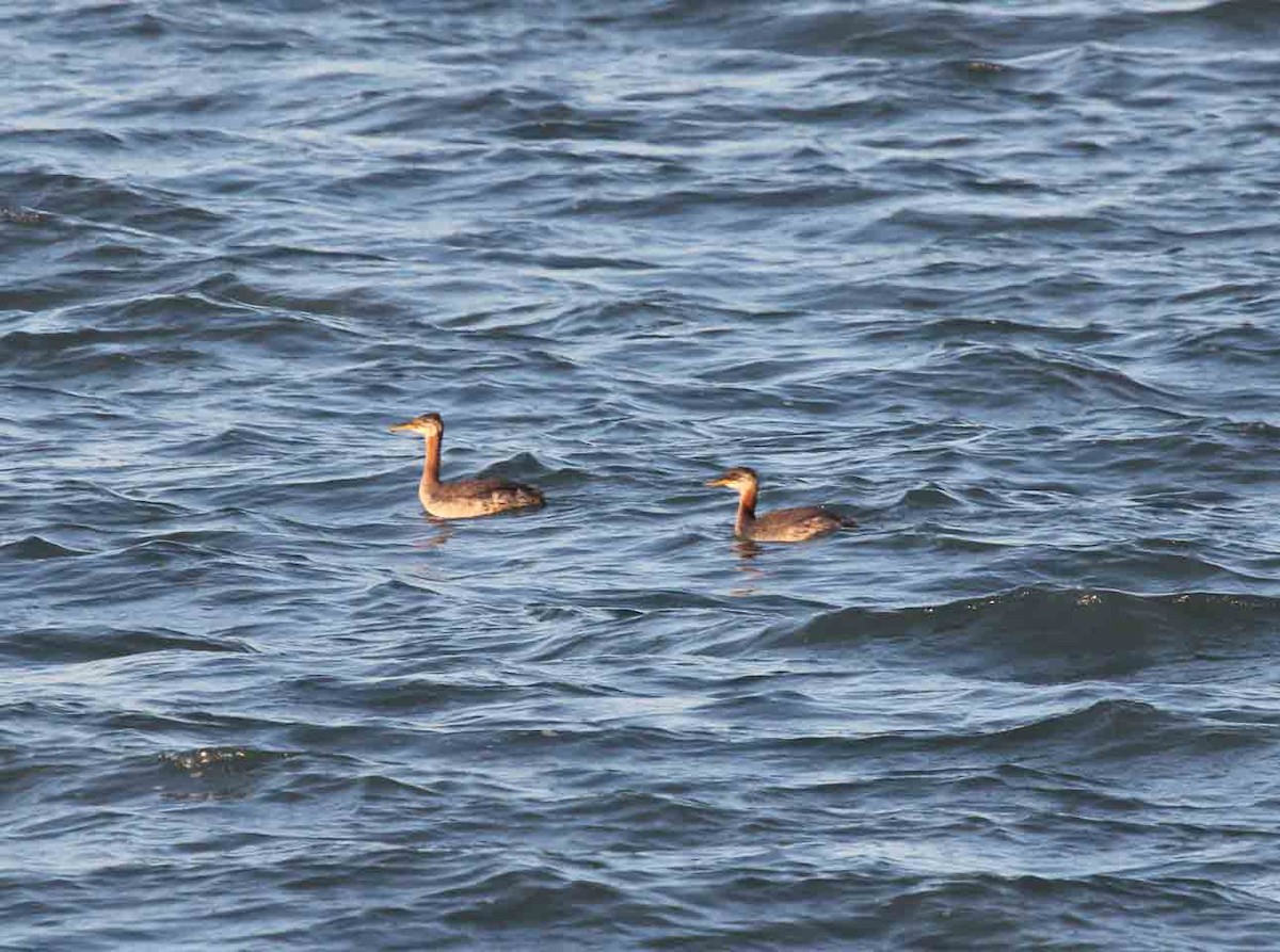 Red-necked Grebe - ML89142091