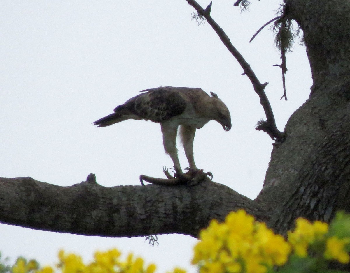 Changeable Hawk-Eagle (Crested) - Karen Halliday