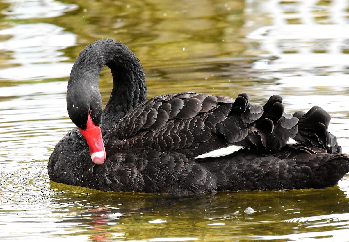 Black Swan - ML89143961