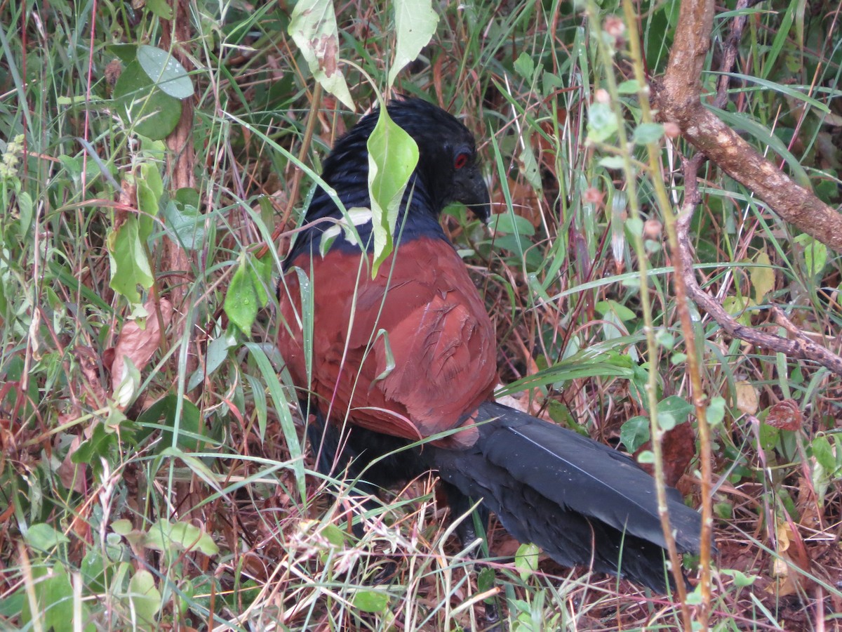 Greater Coucal - ML89145081