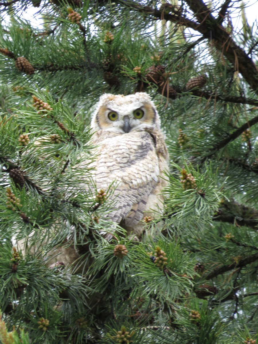 Great Horned Owl - ML89145731