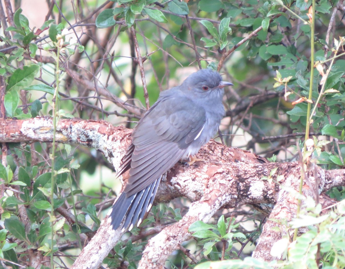 Gray-bellied Cuckoo - Karen Halliday