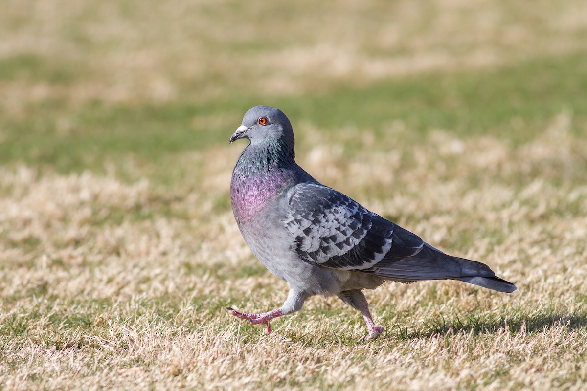 Rock Pigeon (Feral Pigeon) - John Whigham