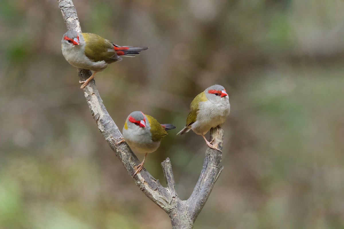 Red-browed Firetail - ML89149031