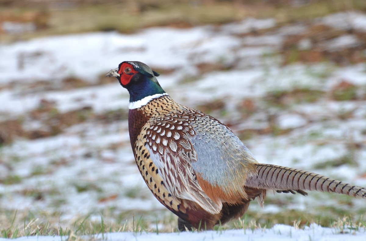 Ring-necked Pheasant - Andrew Mack