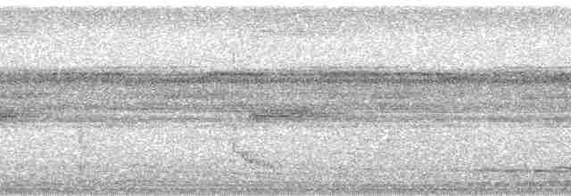 Bändernachtschwalbe (nattereri) - ML89155