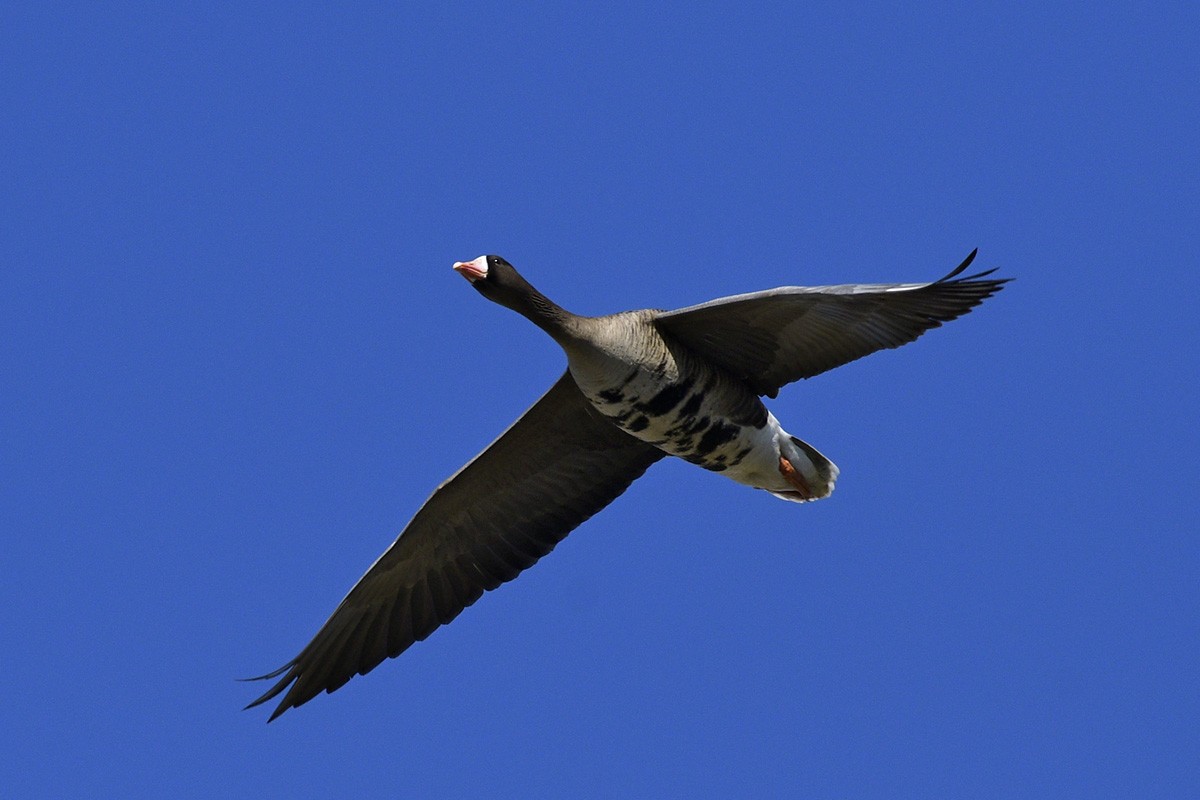 Greater White-fronted Goose - ML89156261