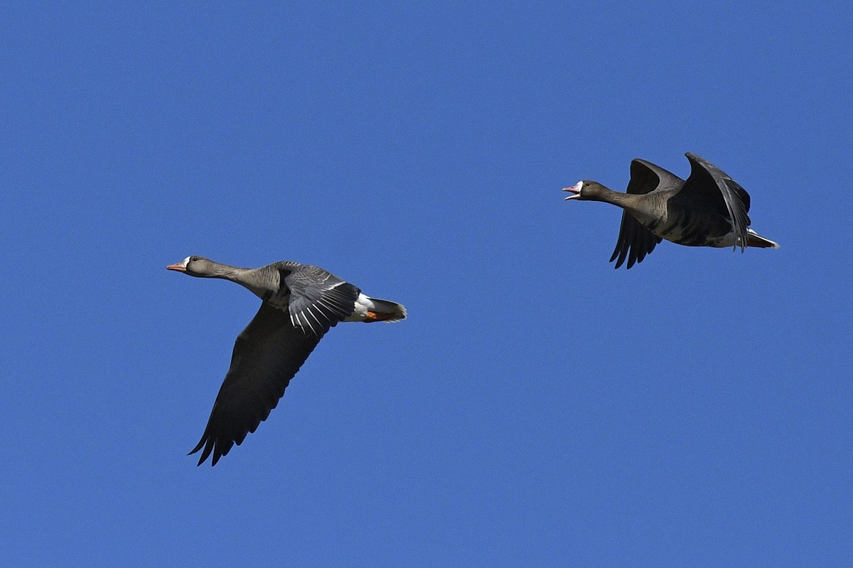 Greater White-fronted Goose - ML89156331