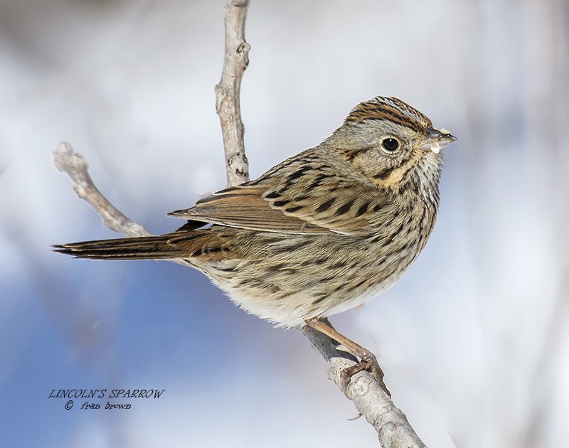 Lincoln's Sparrow - Frances Brown