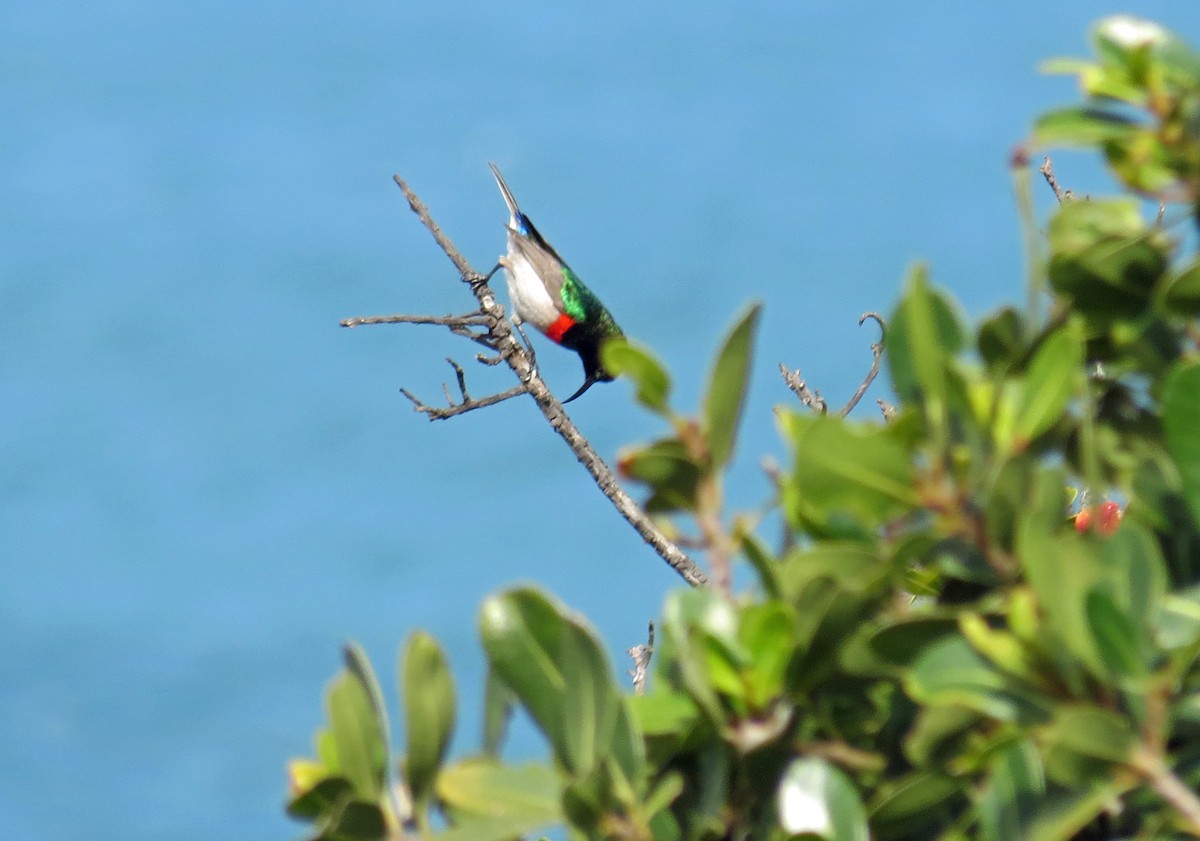 Southern Double-collared Sunbird - ML89159381