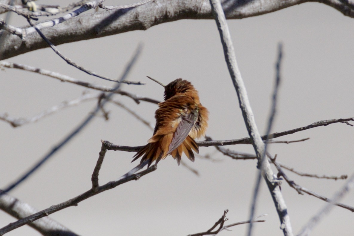 Rufous Hummingbird - ML89161101