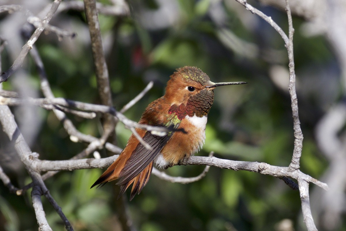 Rufous Hummingbird - Nicole Desnoyers