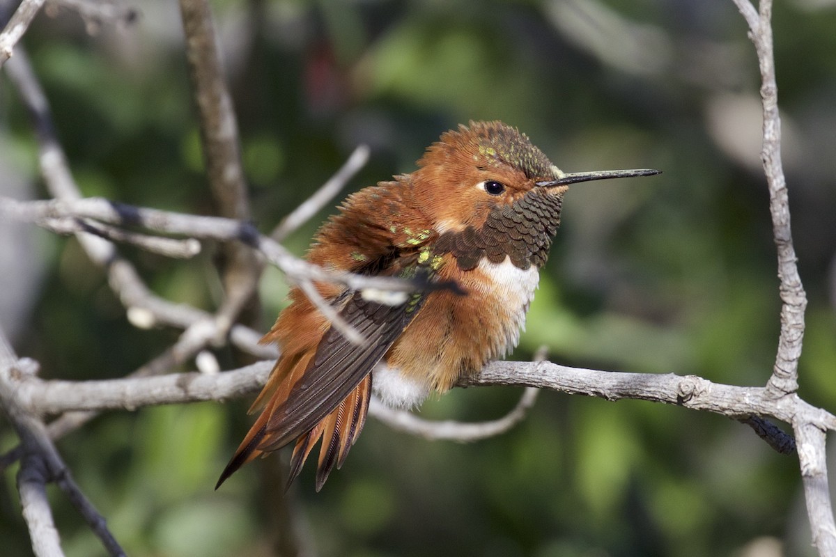Rufous Hummingbird - Nicole Desnoyers