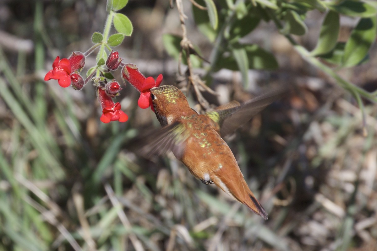 Rufous Hummingbird - ML89161191