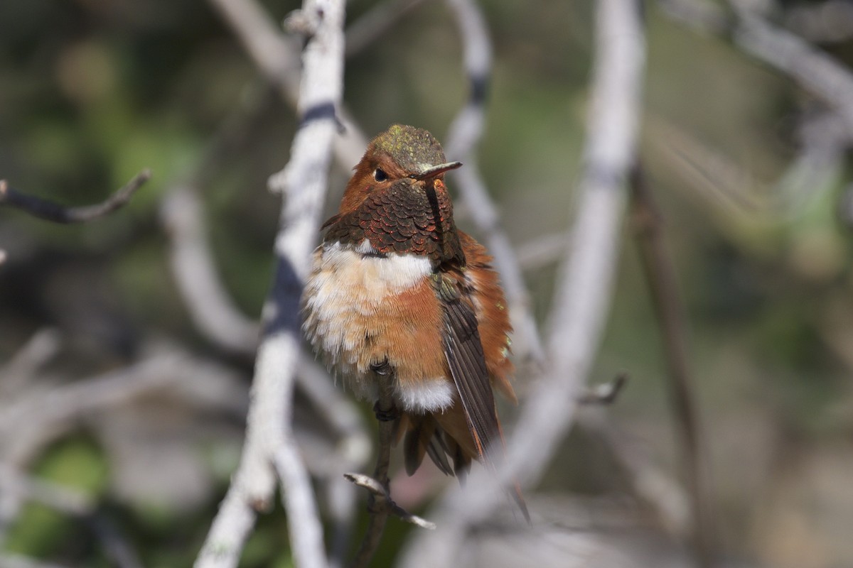 Rufous Hummingbird - ML89161461