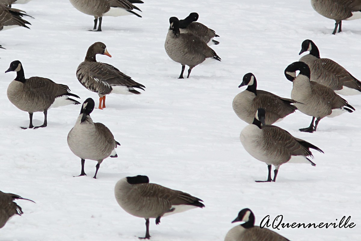 Greater White-fronted Goose - Alain Quenneville
