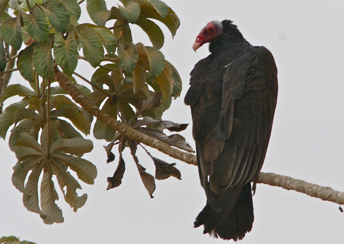 Turkey Vulture (Tropical) - Don Roberson