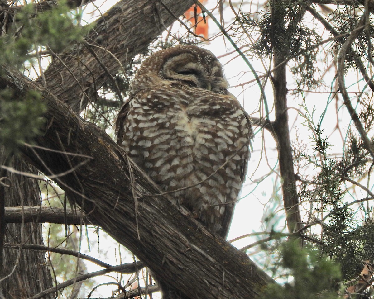 Spotted Owl - Jeff Aufmann