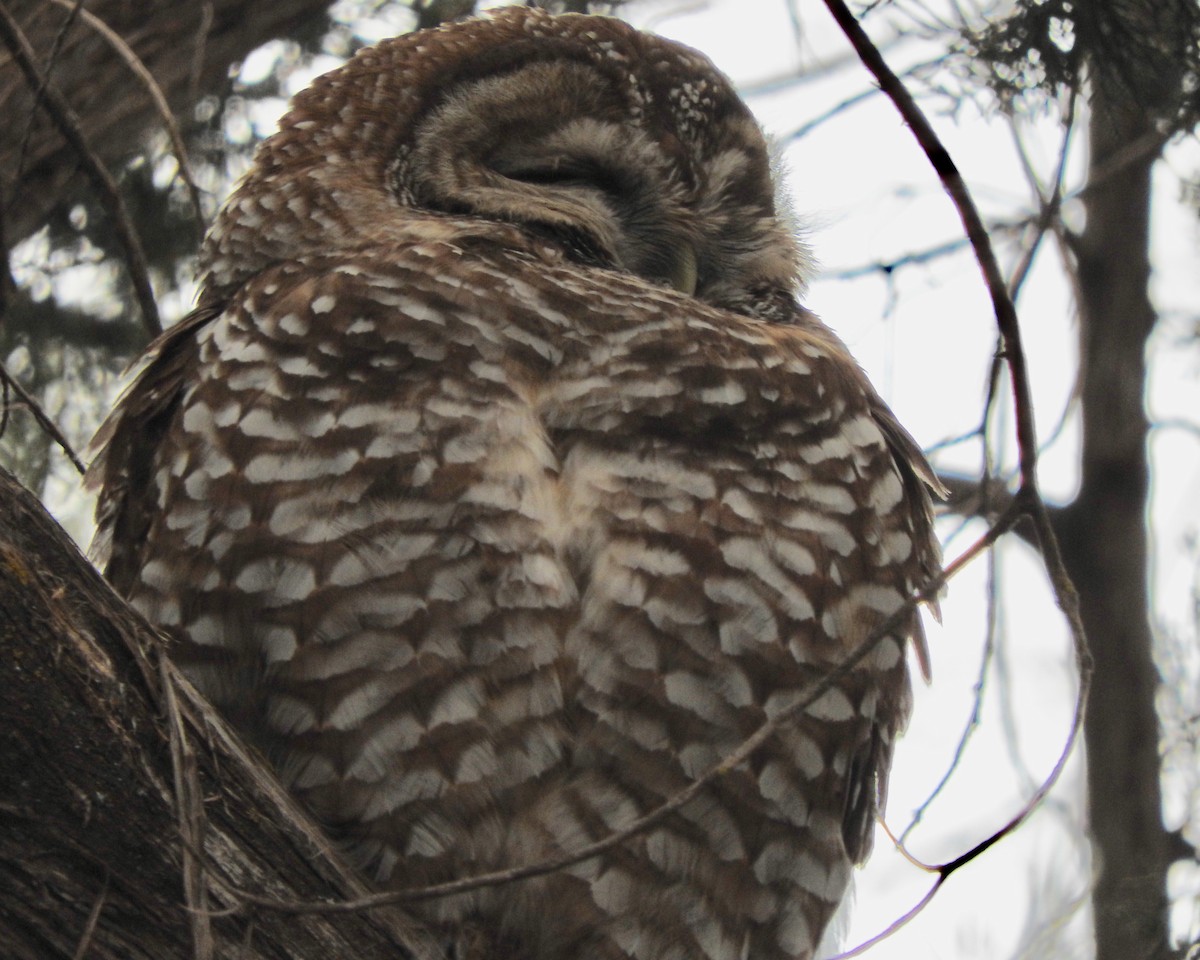 Spotted Owl - Jeff Aufmann