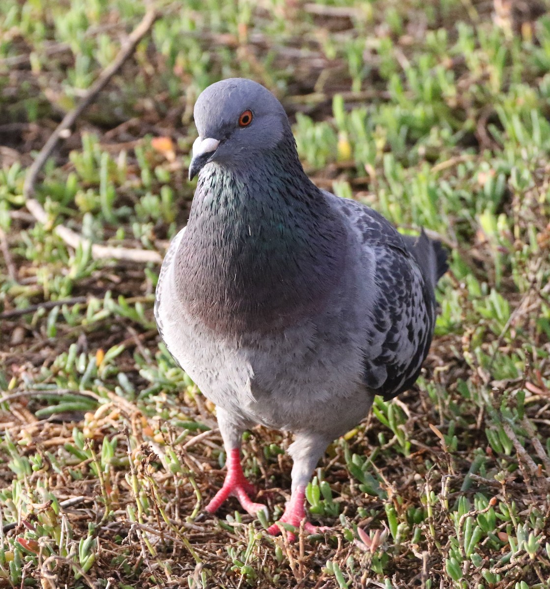 Rock Pigeon (Feral Pigeon) - ML89168451