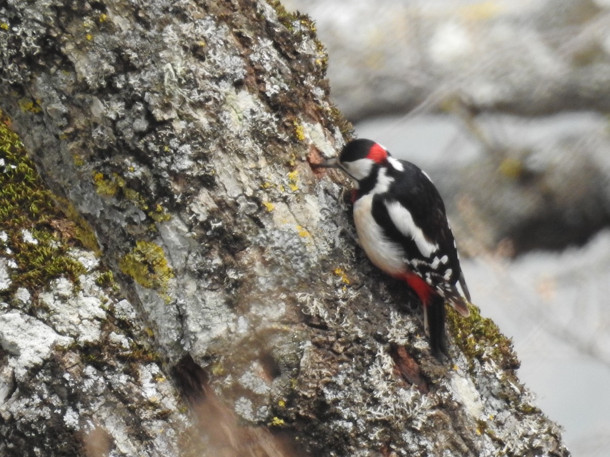 Great Spotted Woodpecker (Atlas) - ML89171111