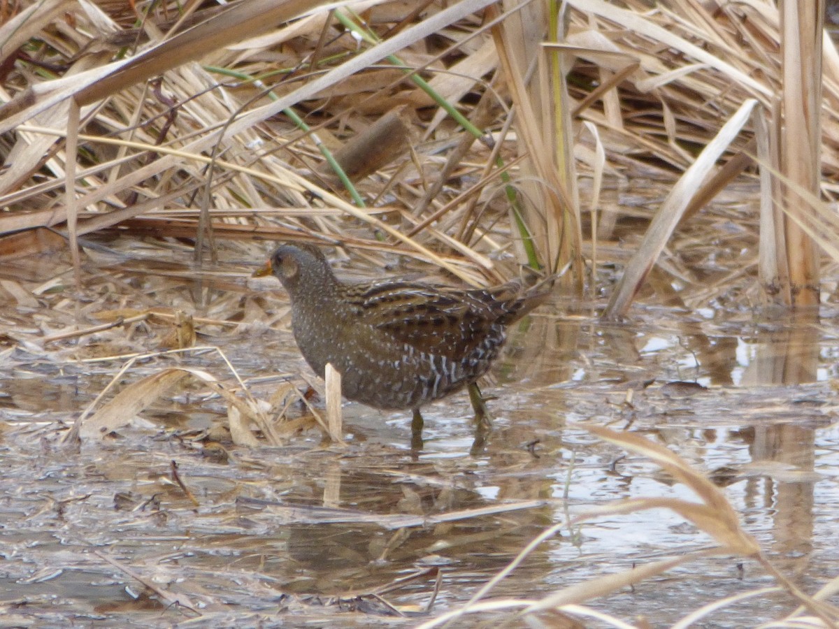 Spotted Crake - ML89174151