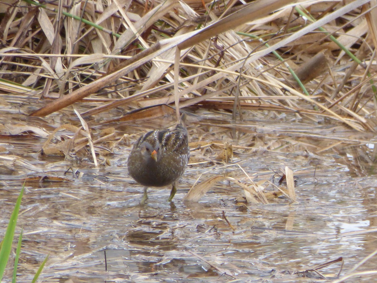 Spotted Crake - ML89174451