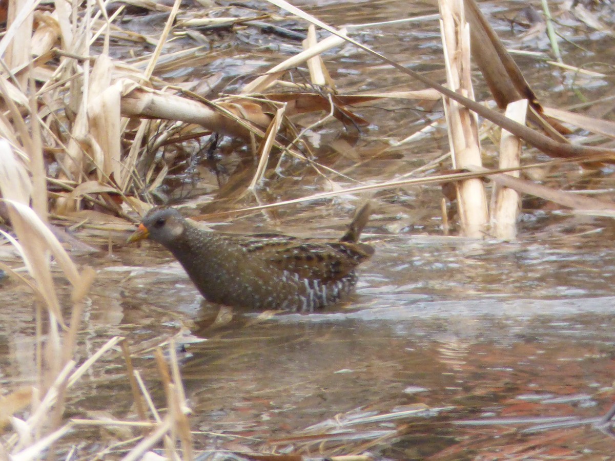 Spotted Crake - ML89174461