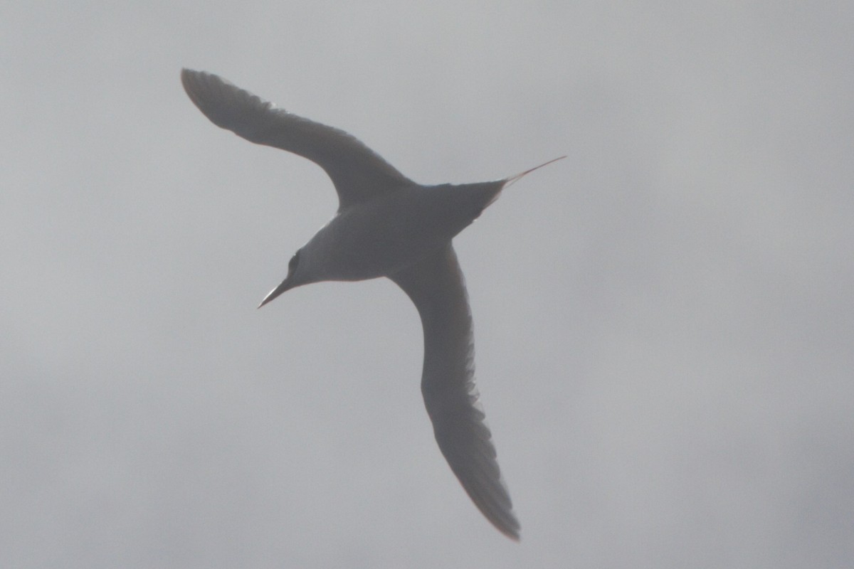 Red-tailed Tropicbird - ML89177151