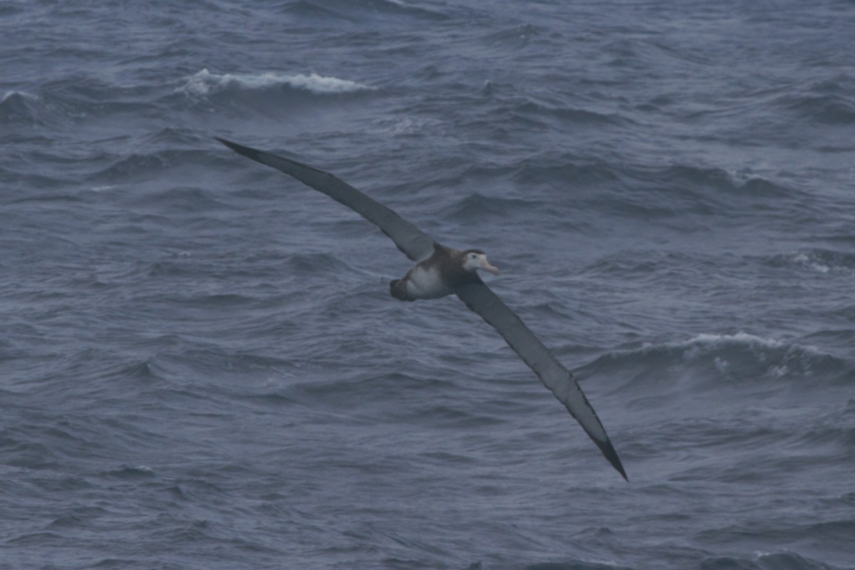 Albatros hurleur, A. de Tristan da Cunha ou A. des Antipodes - ML89177231