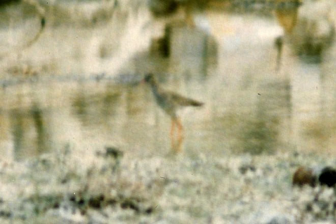 Common Redshank - Larry Neily
