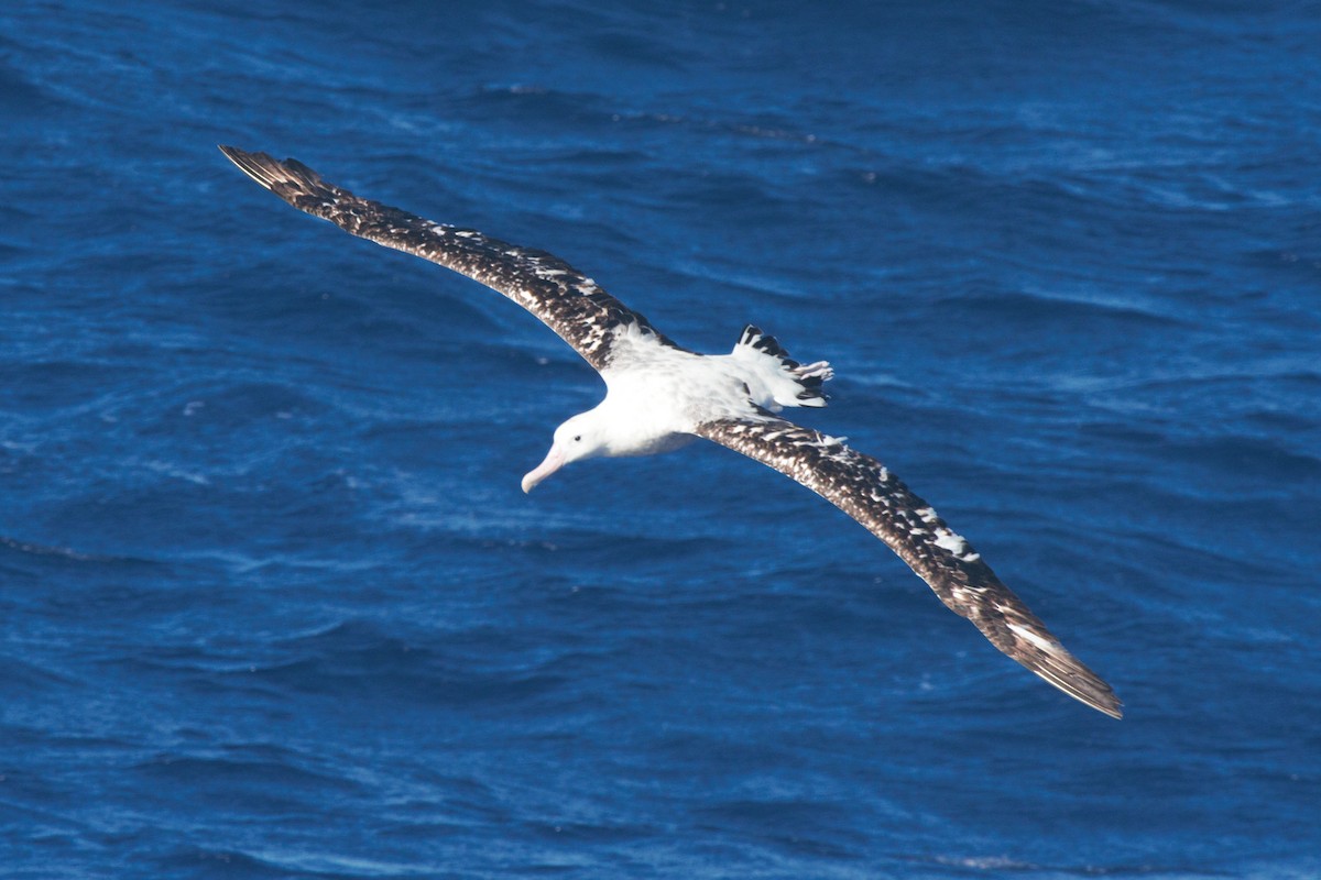 Snowy/Tristan/Antipodean Albatross - ML89178091
