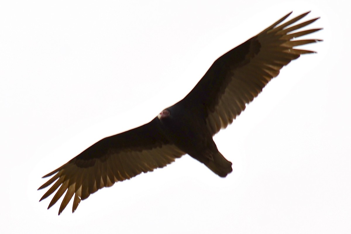 Turkey Vulture - ML89181321