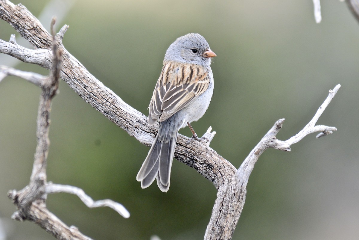 Black-chinned Sparrow - Tim DeJonghe