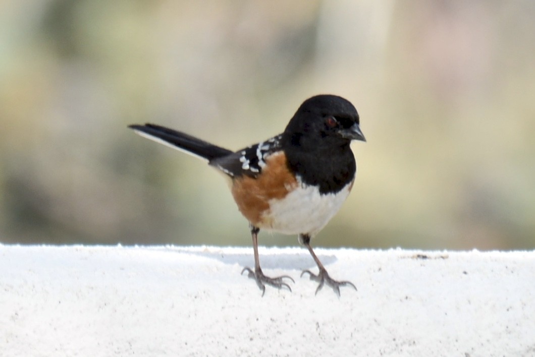 Spotted Towhee - ML89182271