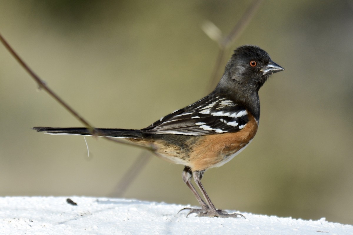 Spotted Towhee - ML89182281
