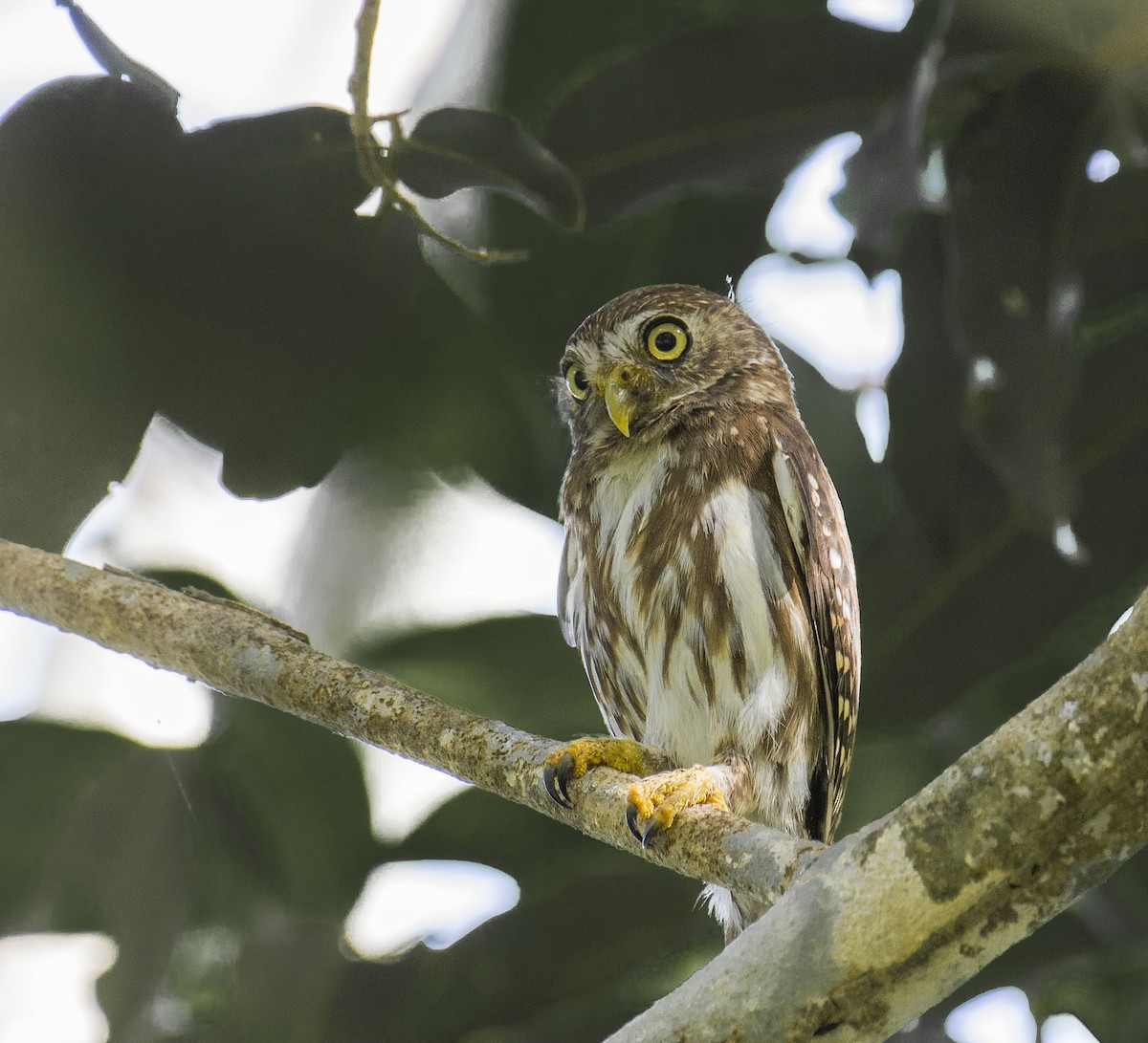 Ferruginous Pygmy-Owl - Cyril Coomansingh