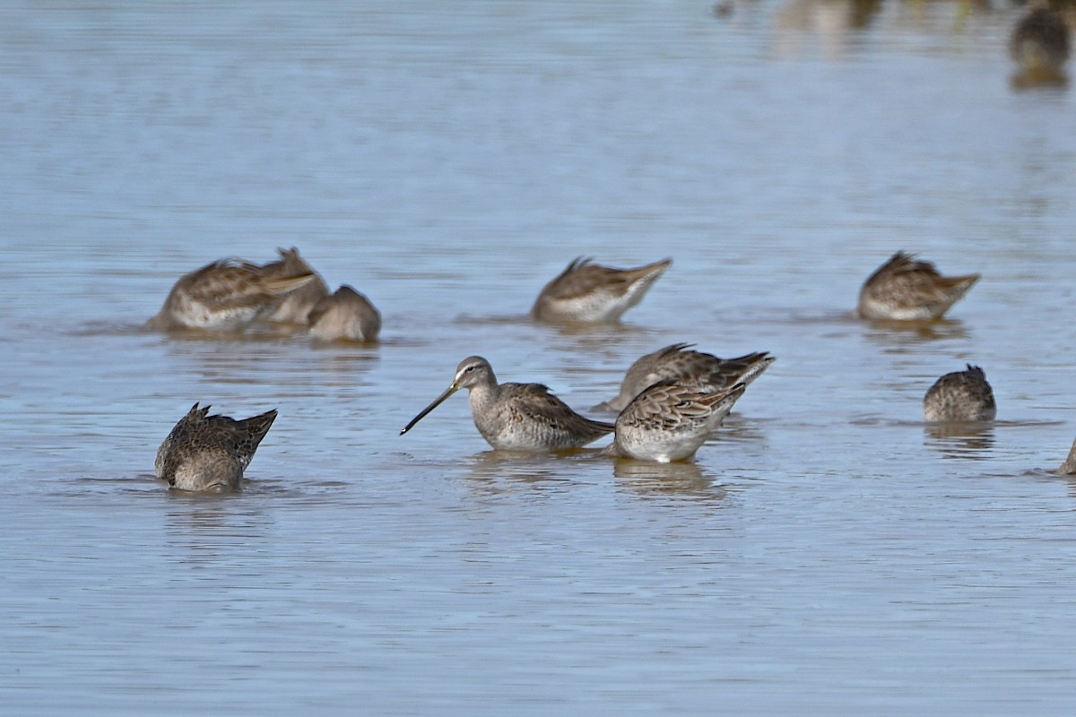 Long-billed Dowitcher - ML89185361