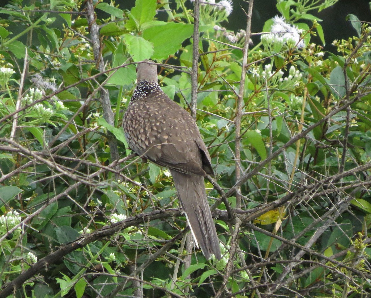 Spotted Dove - ML89185541